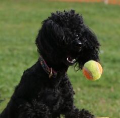 A small black poodle stares wild-eyed, with mouth open, ready to catch a small flying tennis ball.